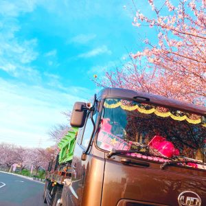 トラック 桜